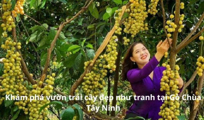 Khám phá vườn trái cây đẹp như tranh tại Gò Chùa Tây Ninh