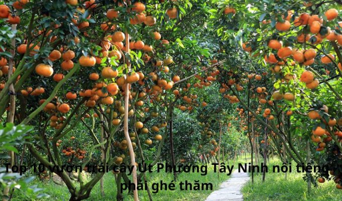 Top 10 vườn trái cây Út Phương Tây Ninh nổi tiếng phải ghé thăm